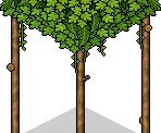 jungle_c16_roof
